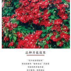 铁线莲爬藤植物盆栽花重瓣大花小苗庭园阳台藤本攀援花卉