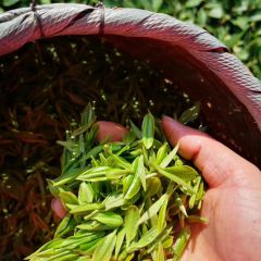 空山茶湘西四味古丈毛尖 银针 保靖黄金茶 古丈红茶 小袋装试喝包